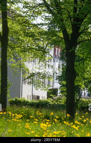 Wohnhäuser im Frühling, Vegesack, Bremen, Deutschland Stockfoto