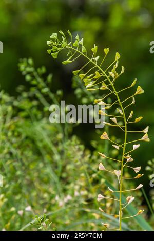 Capsella bursa-pastoris, bekannt als Schäfertasche. Weit verbreitetes und gebräuchliches Unkraut in Agrar- und Gartenpflanzen. Heilpflanze in natürlicher Umgebung. Stockfoto