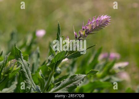 Melampyrum arvense, gemeinhin als Feldkuhweizen bekannt, ist eine krautige Blütenpflanze der Gattung Melampyrum aus der Familie der Orobanchaceae. Stockfoto