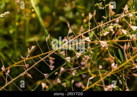 Capsella bursa-pastoris, bekannt als Schäfertasche. Weit verbreitetes und gebräuchliches Unkraut in Agrar- und Gartenpflanzen. Heilpflanze in natürlicher Umgebung. Stockfoto