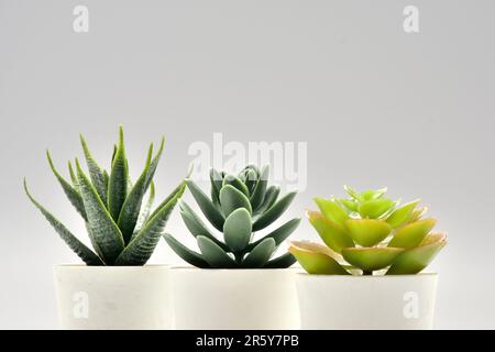 Kaktus im Blumentopf. Eine Aloe-Vera-Pflanze in einem modernen Topf auf grauem Hintergrund. Zimmerpflanzen in einem modernen Interieur. Stockfoto