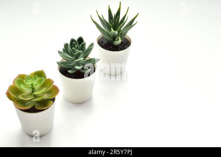 aloe Vera Pflanze im Topf mit Kopierbereich für Text auf weißem Hintergrund. Stockfoto