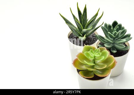 aloe Vera Pflanze im Topf mit Kopierbereich für Text auf weißem Hintergrund. Blumentopf mit weißem background.decorative Pflanze im Topf auf dem Büroschreibtisch. Stockfoto