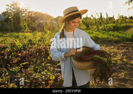 Frau, die frische, reife Rüben auf dem Bauernhof erntet Stockfoto