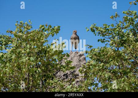 Juvenile Bale Sänger Goshawk (Melierax canorus), Etosha Namibia Stockfoto