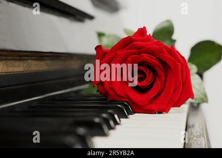 Wunderschöne rote Rose auf den Klaviertasten, Nahaufnahme Stockfoto