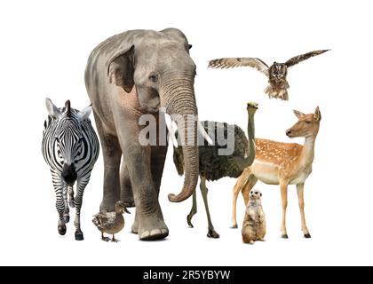 Gruppe verschiedener wilder Tiere auf weißem Hintergrund, Collage Stockfoto