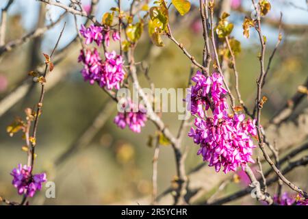 Cercis siliquastrum, gemeinhin als Judas-Baum oder Judas-Baum bekannt, ist ein kleiner Milchbaum der blühenden Pflanzenfamilie Fabaceae. Stockfoto