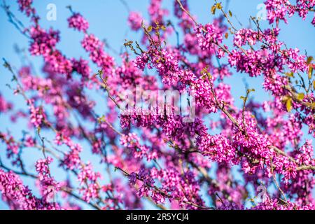 Cercis siliquastrum, gemeinhin als Judas-Baum oder Judas-Baum bekannt, ist ein kleiner Milchbaum der blühenden Pflanzenfamilie Fabaceae. Stockfoto