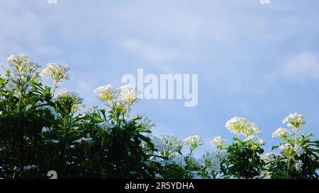 Weiße Plumeria Pudica-Blumen auf dem Baum mit blauem Himmel und hellen Wolken im Hintergrund. Stockfoto