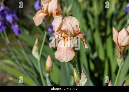 Makro-abstrakte Ansicht pfirsichrosa bärtiger Blüten (Iris germanica), die in einem sonnigen Garten blühen, mit Unschärfe-Hintergrund Stockfoto