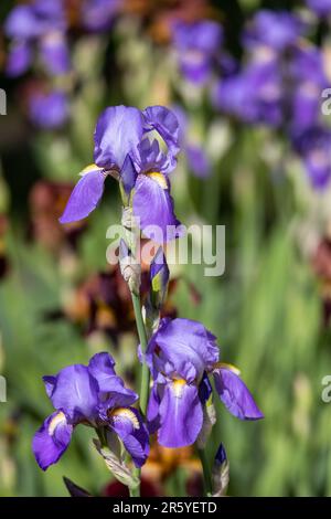 Makro-abstrakter Blick auf lavendelblaue Blüten der bärtigen Iris (Iris germanica), die in einem sonnigen Garten blühen, mit Unschärfe-Hintergrund Stockfoto