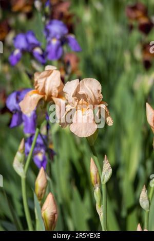 Makro-abstrakte Ansicht pfirsichrosa bärtiger Blüten (Iris germanica), die in einem sonnigen Garten blühen, mit Unschärfe-Hintergrund Stockfoto