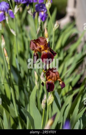 Makro-abstrakte Ansicht von dunkelburgunderroten Blüten der bärtigen Iris (Iris germanica), die in einem sonnigen Garten blühen, mit Unschärfe-Hintergrund Stockfoto