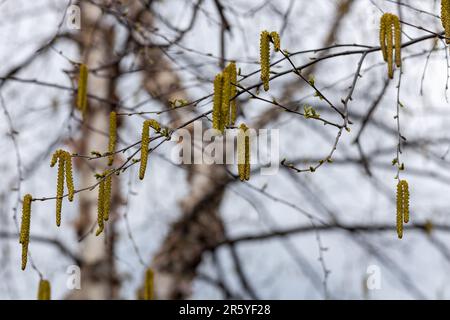 Abstrakter Makrotexturhintergrund blühender Kateten an den Zweigen einer Flussbirke (betula nigra) Stockfoto