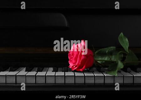 Wunderschöne pinke Rose auf den Klaviertasten, Platz für Text Stockfoto