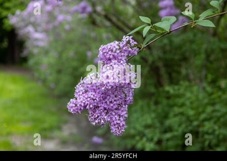 Makrotexturhintergrund blühender chinesischer Fliederblüten (syringa chinensis) in der Niederwinkelsonne Stockfoto