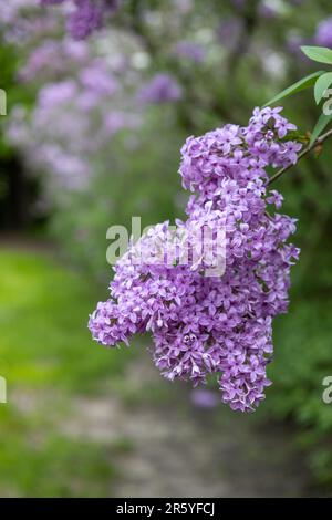 Makrotexturhintergrund blühender chinesischer Fliederblüten (syringa chinensis) in der Niederwinkelsonne Stockfoto