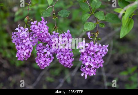 Makrotexturhintergrund blühender chinesischer Fliederblüten (syringa chinensis) in der Niederwinkelsonne Stockfoto
