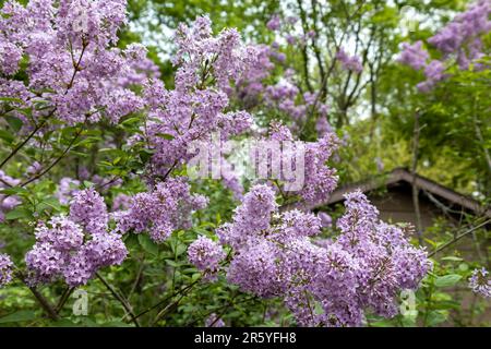 Makrotexturhintergrund blühender chinesischer Fliederblüten (syringa chinensis) in der Niederwinkelsonne Stockfoto
