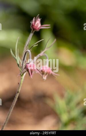 Abstrakter Makrotexturhintergrund von rosafarbenen Prärieflumen (geum triflorum) mit Unschärfe-Hintergrund Stockfoto