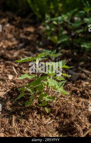 Nahaufnahme einer jungen Katzenminze (nepeta cataria), die in einem sonnigen Garten wächst Stockfoto