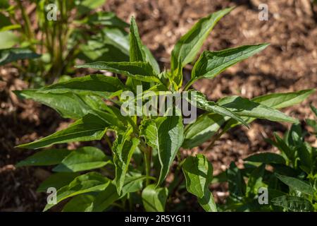 Abstrakter Makrotexturhintergrund einer jungen Purpursonnenpflanze (Echinacea purpurea), die in einem sonnigen Garten wächst Stockfoto