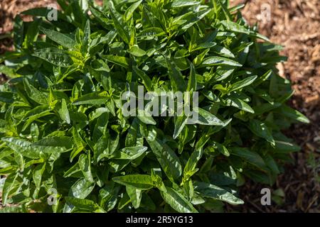 Abstrakter Makrotexturhintergrund einer jungen Spicata-Pflanze veronica (Spiked Speedwell), die in einem sonnigen Garten wächst Stockfoto