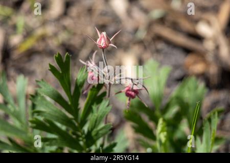 Abstrakter Makrotexturhintergrund von rosafarbenen Prärieflumen (geum triflorum) mit Unschärfe-Hintergrund Stockfoto