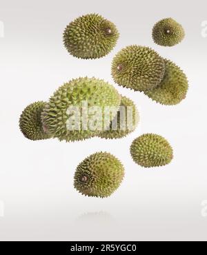 Ganze reife Durian auf weißem Hintergrund Stockfoto