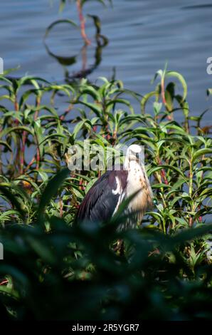 Weißhalsreiher, Ardea pacifica, Pazifikreiher, Hasties Sumpf. Australien. Stockfoto