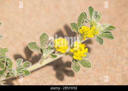 Medicago Marina ist eine Pflanzenart der Gattung Medicago, gebräuchliche Namen sind Küstenmedick und Meeresmedick. Stockfoto