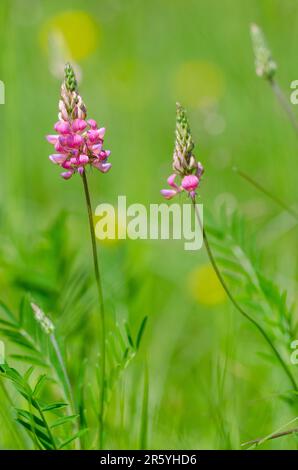 Onobrychis viciifolia, auch bekannt als O. sativa oder gemeiner Esparsette, ist in gemäßigten Regionen ein wichtiges Futterleguminum. Stockfoto