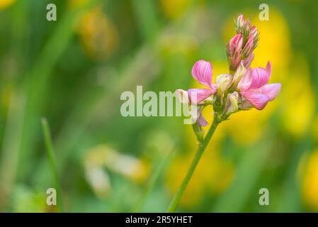 Onobrychis viciifolia, auch bekannt als O. sativa oder gemeiner Esparsette, ist in gemäßigten Regionen ein wichtiges Futterleguminum. Stockfoto