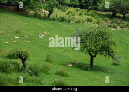 Ein Hirsch auf der Farm mit grünen Bäumen Stockfoto