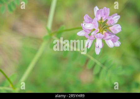Securigera Varia (Synonym Coronilla Varia), gemeinhin als Kronenwabe oder Purpurkronenwabe bezeichnet, ist eine niedrig wachsende Hülsenweinrebe. Stockfoto