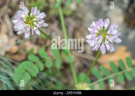 Securigera Varia (Synonym Coronilla Varia), gemeinhin als Kronenwabe oder Purpurkronenwabe bezeichnet, ist eine niedrig wachsende Hülsenweinrebe. Stockfoto