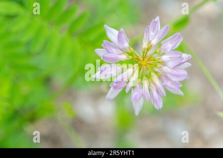 Securigera Varia (Synonym Coronilla Varia), gemeinhin als Kronenwabe oder Purpurkronenwabe bezeichnet, ist eine niedrig wachsende Hülsenweinrebe. Stockfoto