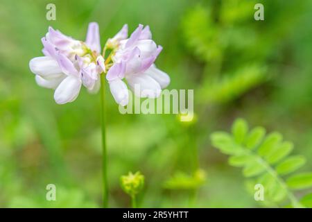 Securigera Varia (Synonym Coronilla Varia), gemeinhin als Kronenwabe oder Purpurkronenwabe bezeichnet, ist eine niedrig wachsende Hülsenweinrebe. Stockfoto