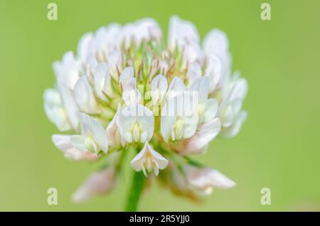 Trifolium repens, der Weißklee, ist eine mehrjährige Krautpflanze der Bohnenfamilie Fabaceae (auch bekannt als Leguminosae). Stockfoto