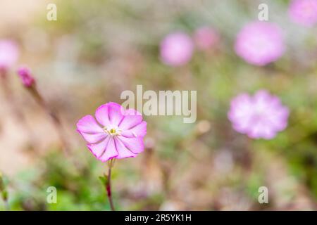 Silene colorata, Mediterranean Catchfly, ist eine Pflanzenart der Familie Caryophyllaceae. Stockfoto