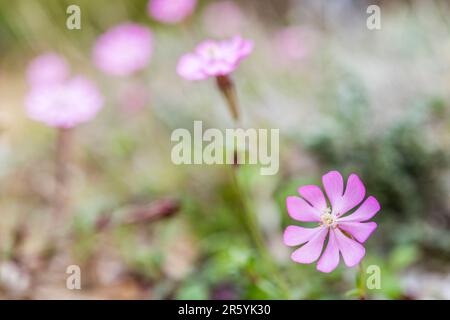 Silene colorata, Mediterranean Catchfly, ist eine Pflanzenart der Familie Caryophyllaceae. Stockfoto