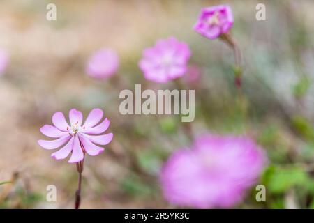 Silene colorata, Mediterranean Catchfly, ist eine Pflanzenart der Familie Caryophyllaceae. Stockfoto