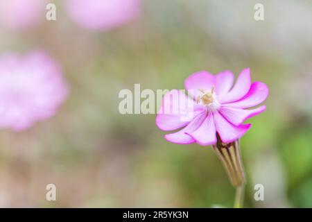 Silene colorata, Mediterranean Catchfly, ist eine Pflanzenart der Familie Caryophyllaceae. Stockfoto