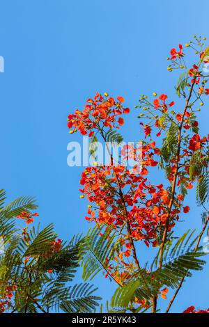 Ein atemberaubender, tiefer Blick auf einen in voller Blüte erleuchteten Rowan, umgeben vom klaren blauen Himmel und roten Blumen. Ein beeindruckendes Zeugnis der Schönheit in Natur Stockfoto