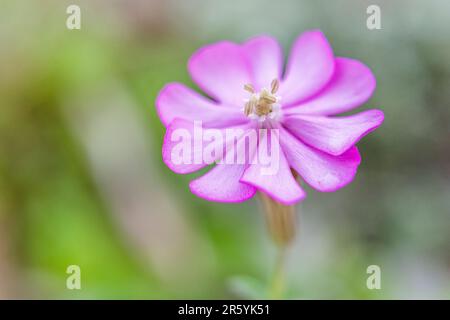 Silene colorata, Mediterranean Catchfly, ist eine Pflanzenart der Familie Caryophyllaceae. Stockfoto