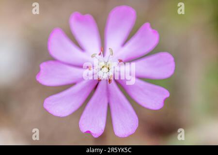 Silene colorata, Mediterranean Catchfly, ist eine Pflanzenart der Familie Caryophyllaceae. Stockfoto