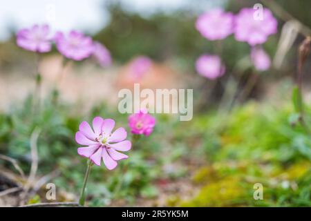 Silene colorata, Mediterranean Catchfly, ist eine Pflanzenart der Familie Caryophyllaceae. Stockfoto