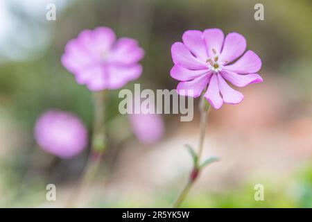 Silene colorata, Mediterranean Catchfly, ist eine Pflanzenart der Familie Caryophyllaceae. Stockfoto