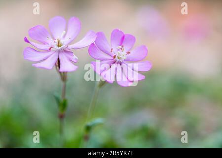 Silene colorata, Mediterranean Catchfly, ist eine Pflanzenart der Familie Caryophyllaceae. Stockfoto